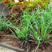 Laîche Bunny blue - Carex - Bakker