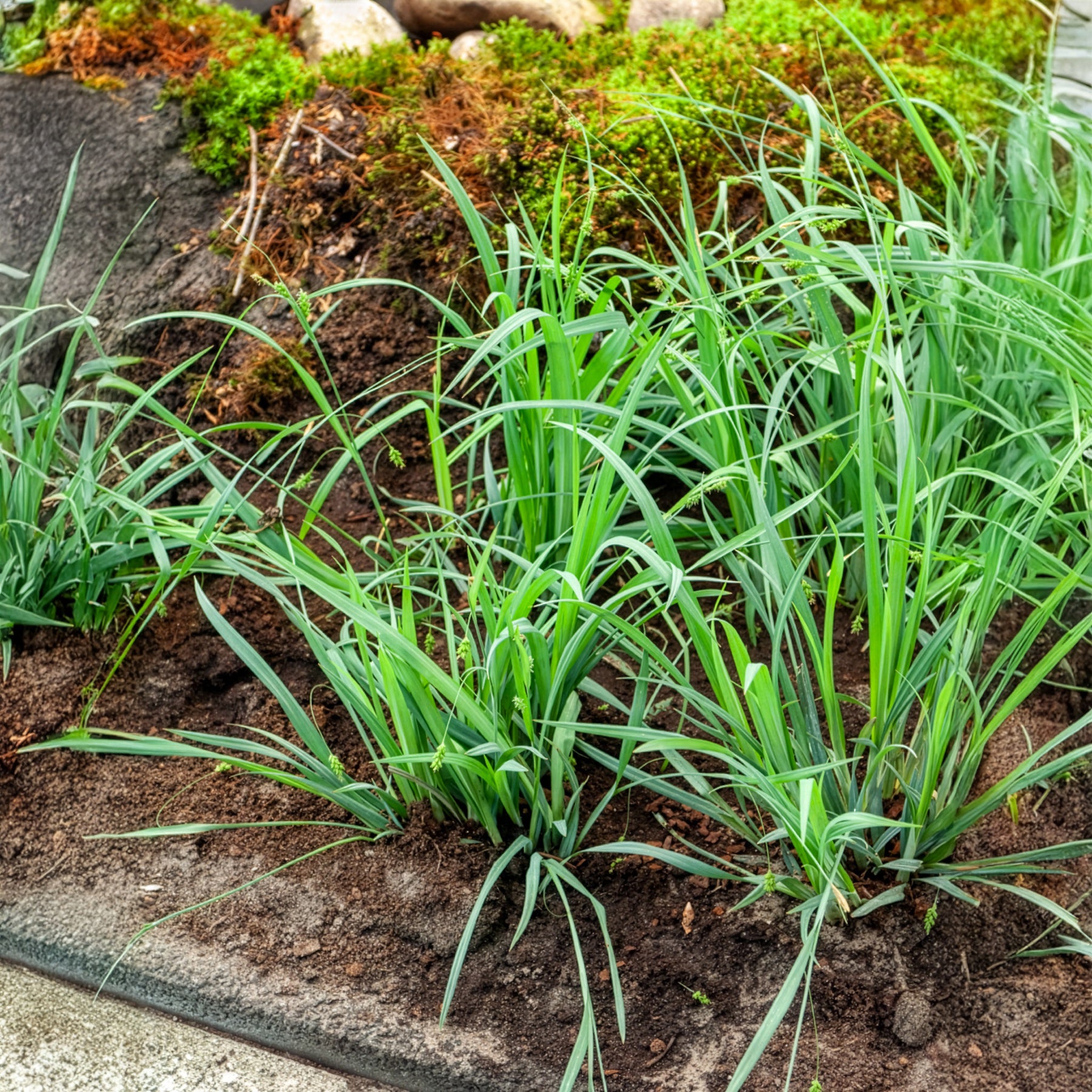 Laîche Bunny blue - Carex - Bakker