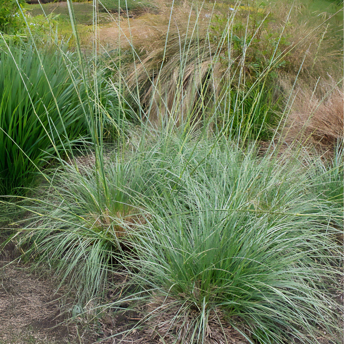 3 Fétuques mairei - Festuca mairei - Bakker