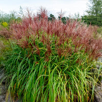 Miscanthus - Miscanthus - Eulalie Malepartus - Miscanthus sinensis malepartus