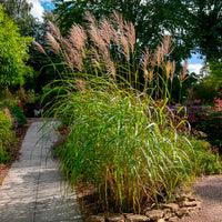 Vente Eulalie Silberfeder - Miscanthus sinensis silberfeder