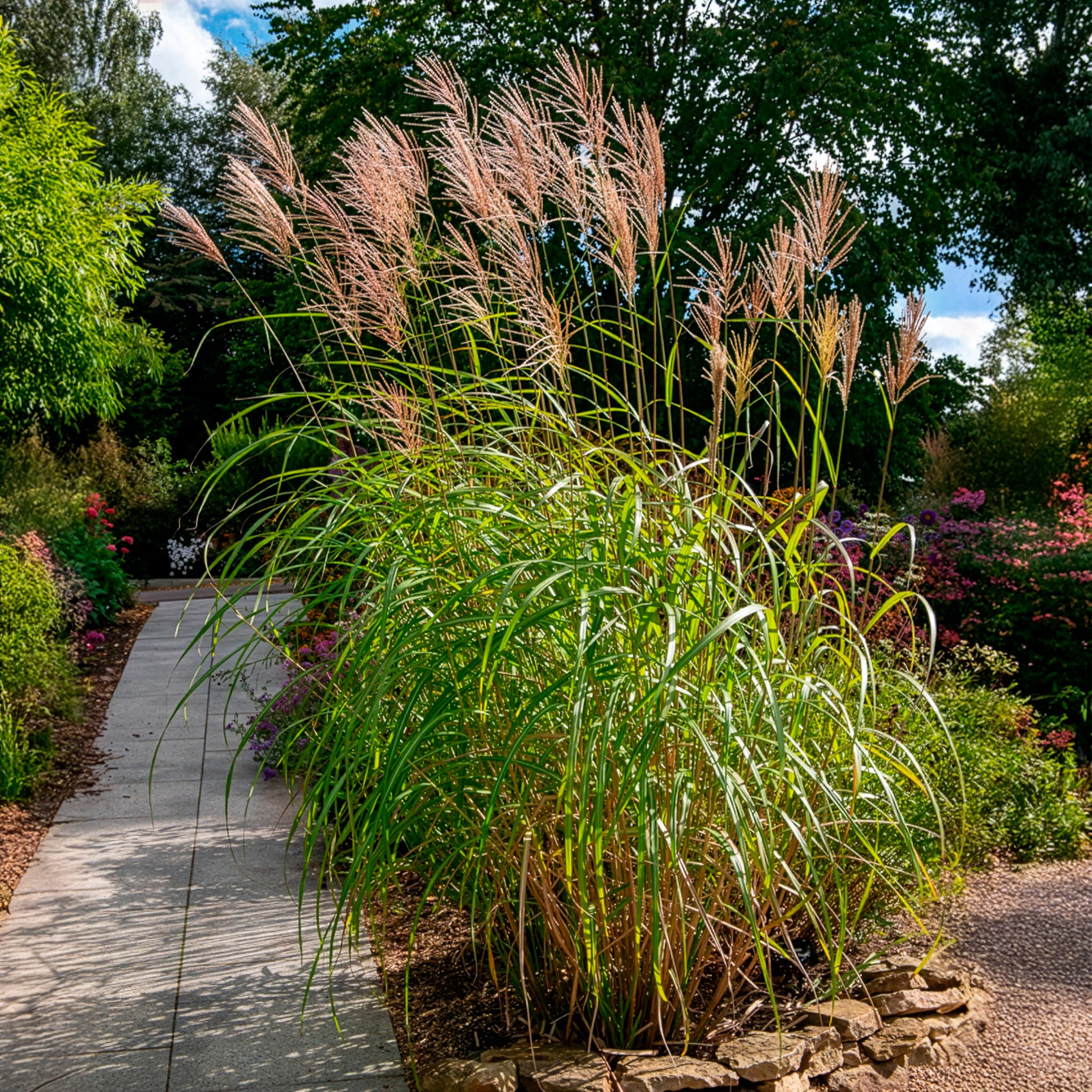 Vente Eulalie Silberfeder - Miscanthus sinensis silberfeder