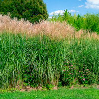 Miscanthus - Miscanthus - Eulalie Silberfeder - Miscanthus sinensis silberfeder