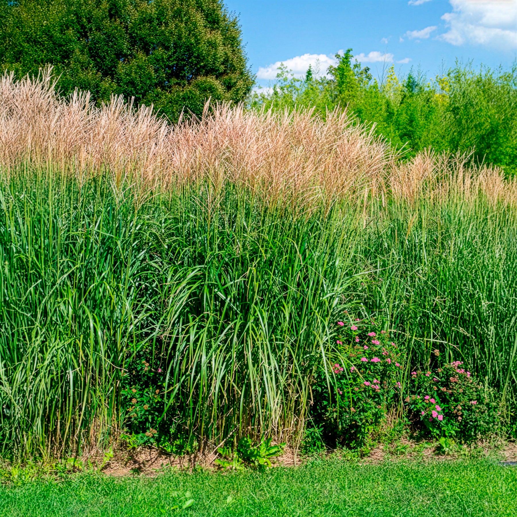Miscanthus - Miscanthus - Eulalie Silberfeder - Miscanthus sinensis silberfeder