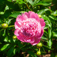 Pivoine de Chine Monsieur Jules Elie - Paeonia lactiflora monsieur jules elie - Bakker