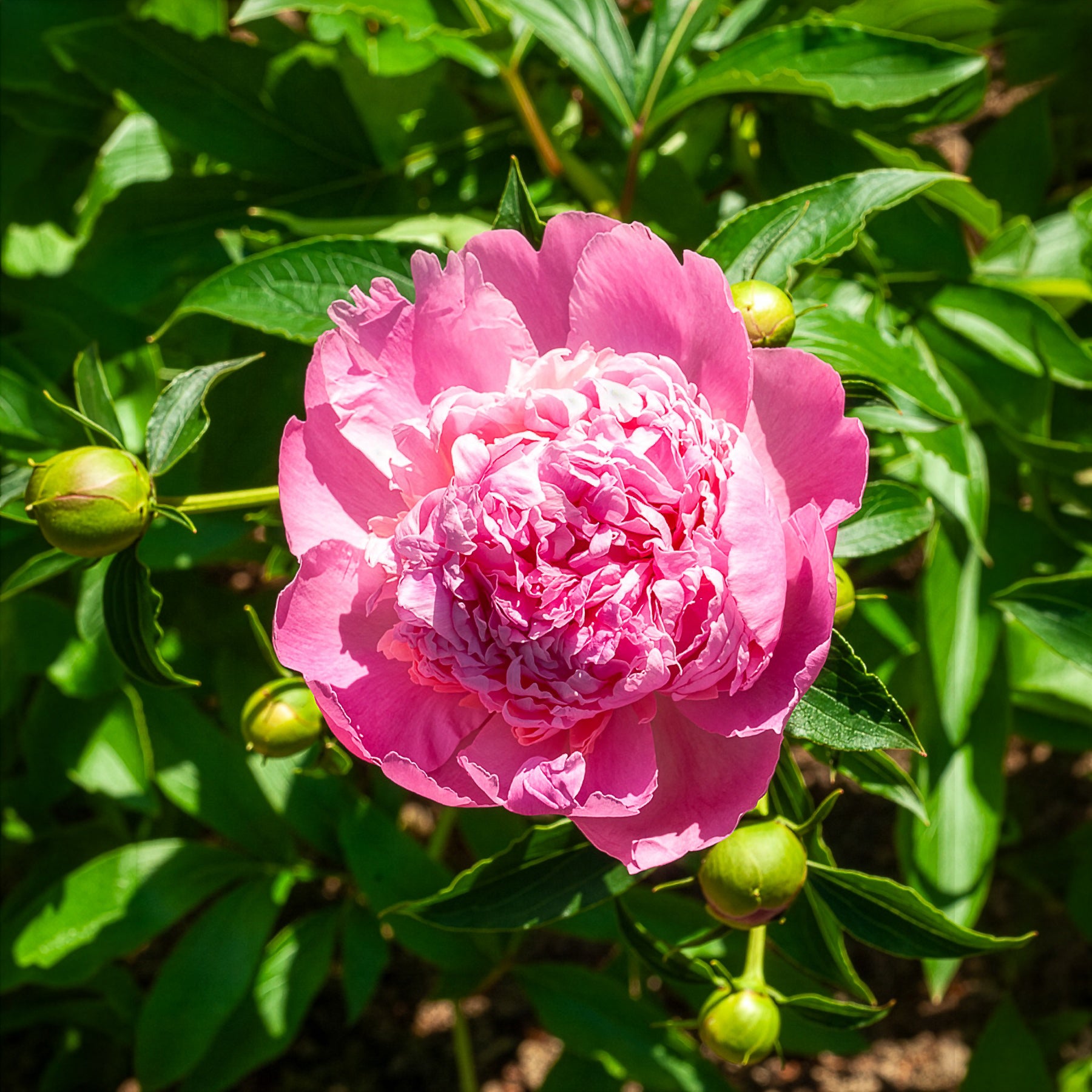 Pivoine de Chine Monsieur Jules Elie - Paeonia lactiflora monsieur jules elie - Bakker
