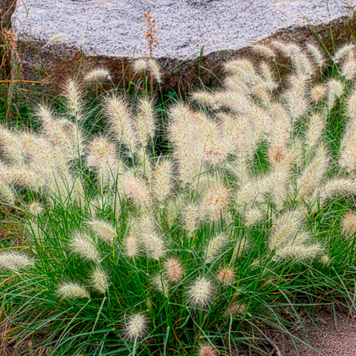 Pennisetum - Herbe aux écouvillons Little Bunny - Pennisetum - Pennisetum alopecuroides Little Bunny