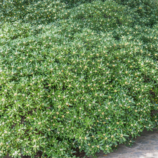 Pittosporum tobira - Arbustes à feuillage persistant - Bakker