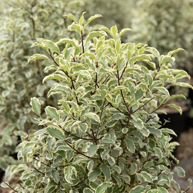 Vente Pittosporum tenuifolium variegatum