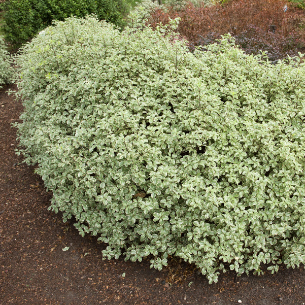 Pittosporum tenuifolium variegatum - Arbustes à feuillage persistant - Bakker