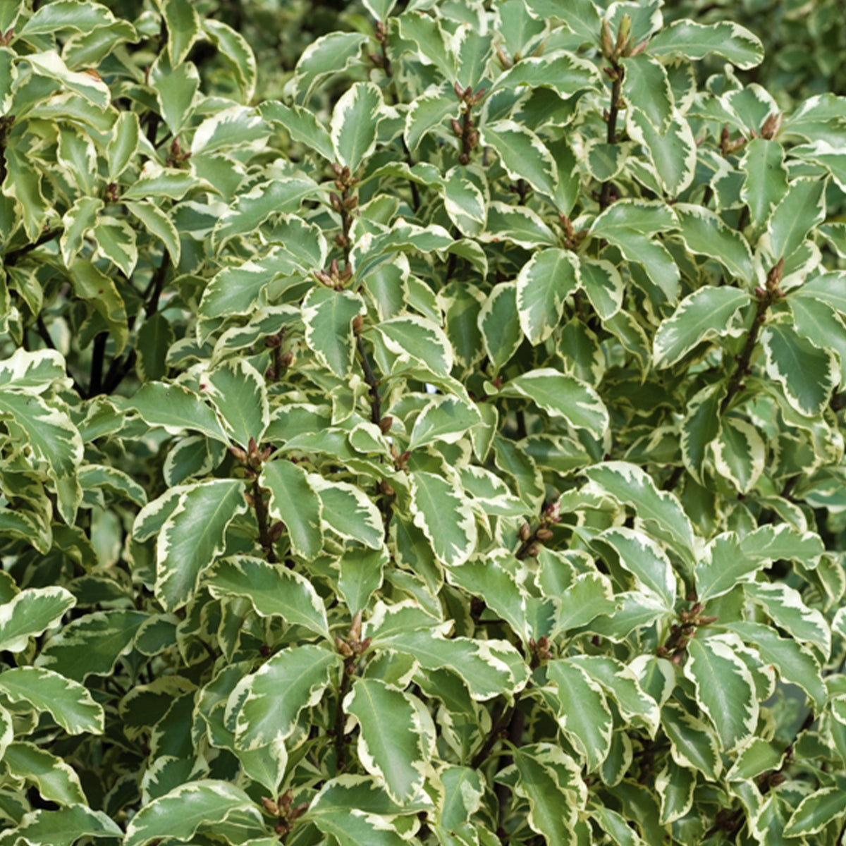 Pittosporum tenuifolium variegatum - Pittosporum tenuifolium Variegatum - Bakker