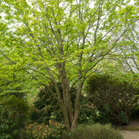 Erable du père David - Bakker