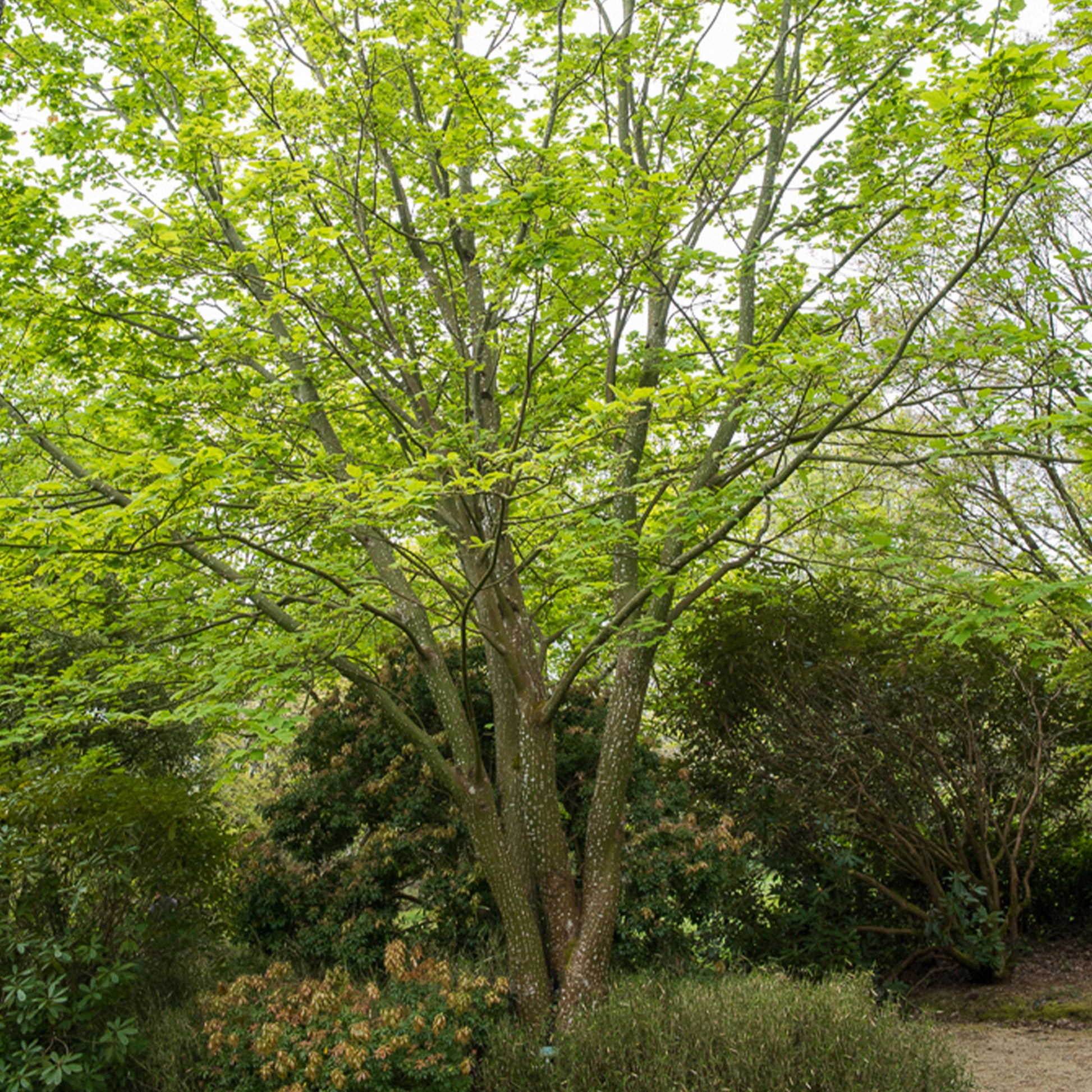 Erable du père David - Bakker