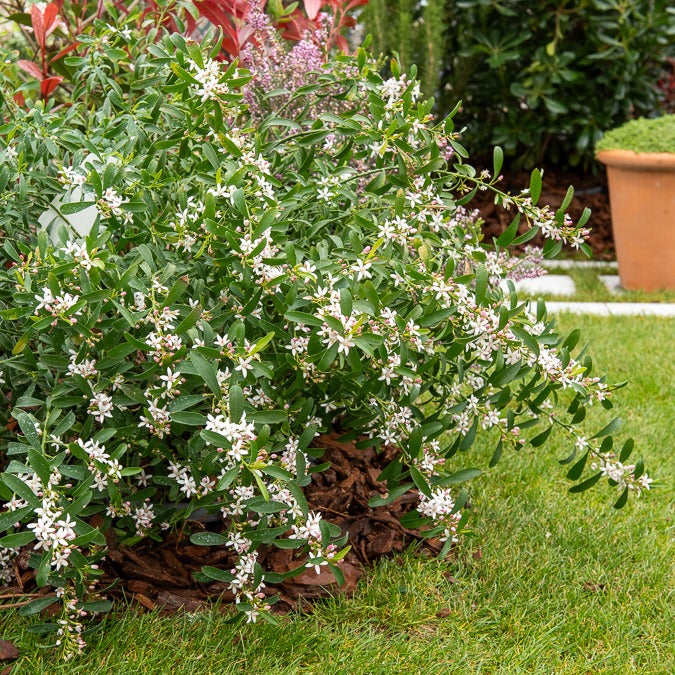 Fleur de cire à longues feuilles - Bakker