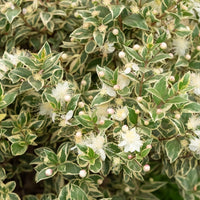 Myrte commun Variegata - Myrtus communis 'variegata' - Terrasses et balcons