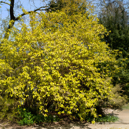 Stachyurus chinensis Joy Forever - Bakker