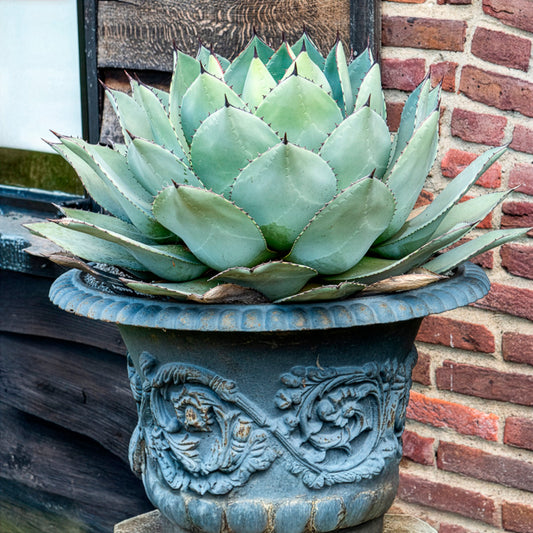 Agave de Parry - Bakker