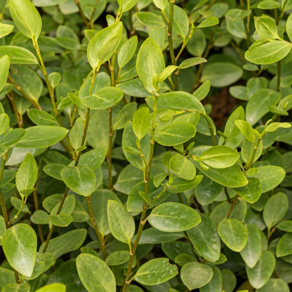 3 Grisélines - Griselinia lucida - Terrasses et balcons