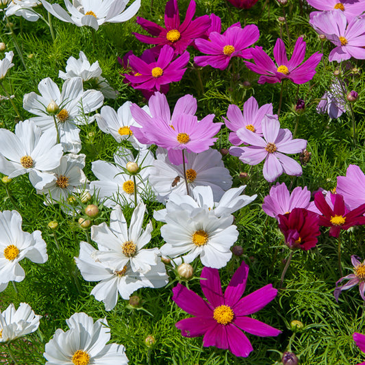 Cosmos Sensation en mélange - Bakker