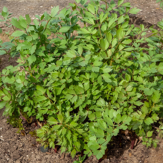 Livèche - céleri perpétuel Bio