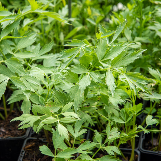 Livèche - céleri perpétuel Bio - Bakker