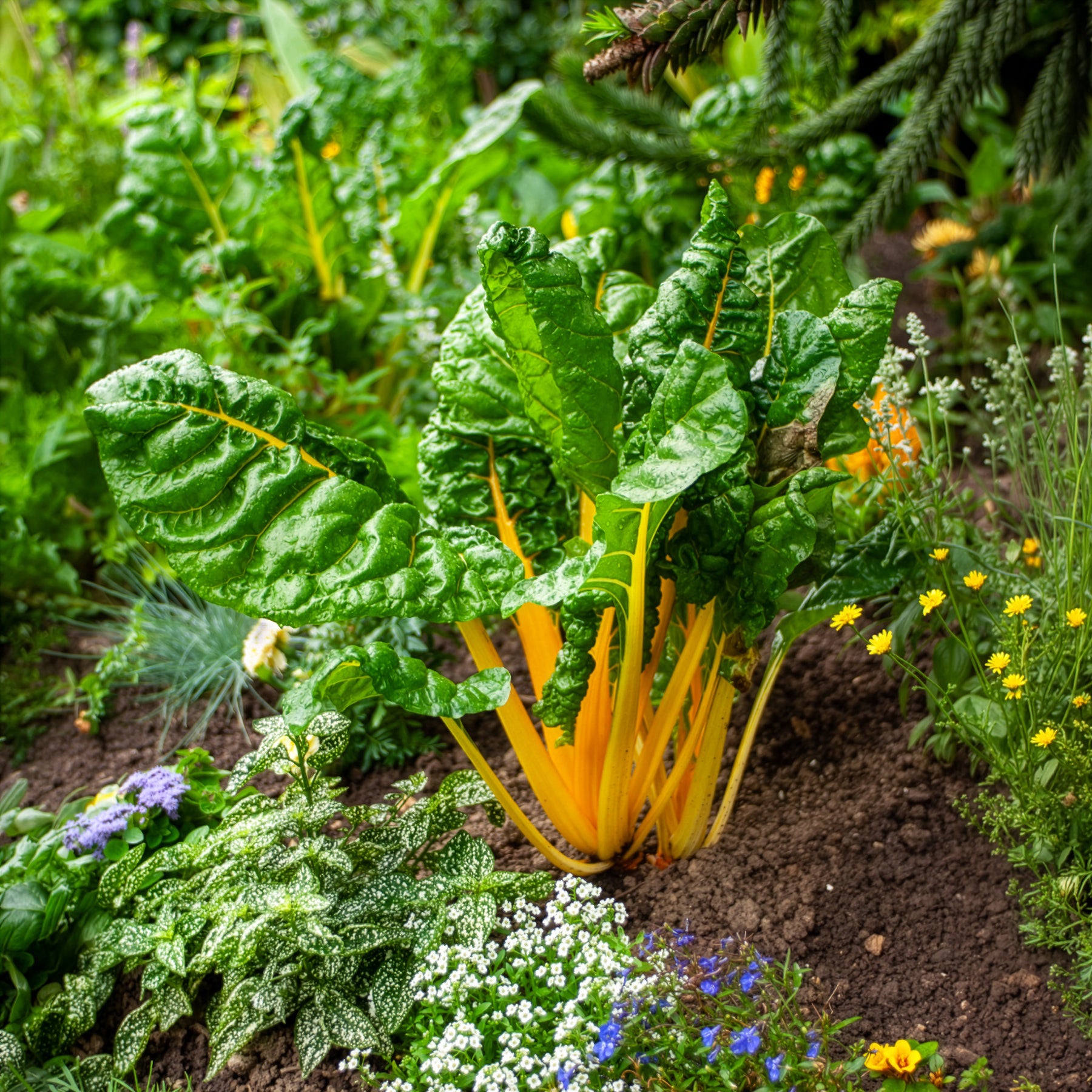 Vente Poirées à cardes colorées en mélange - Beta vulgaris