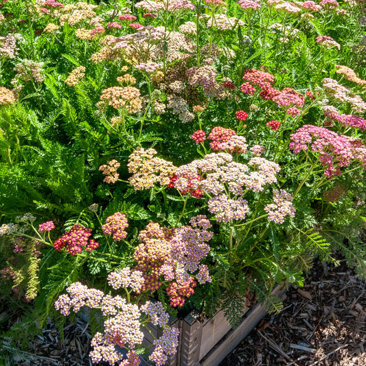 Achillées millefeuille Summer Pastels F2 en mélange - Bakker