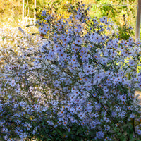 Aster géant d'automne Calliope - Bakker