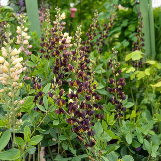 Lupin indigo Dark Chocolate - Bakker
