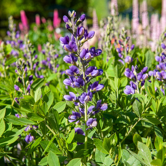 Lupin indigo Blueberry Sundae - Bakker
