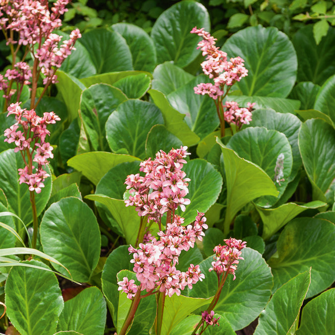 Bergénia Bressingham Ruby - Bakker