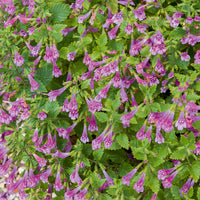 Calament - Thés de l'Aubrac - Calamintha grandiflora - Bakker