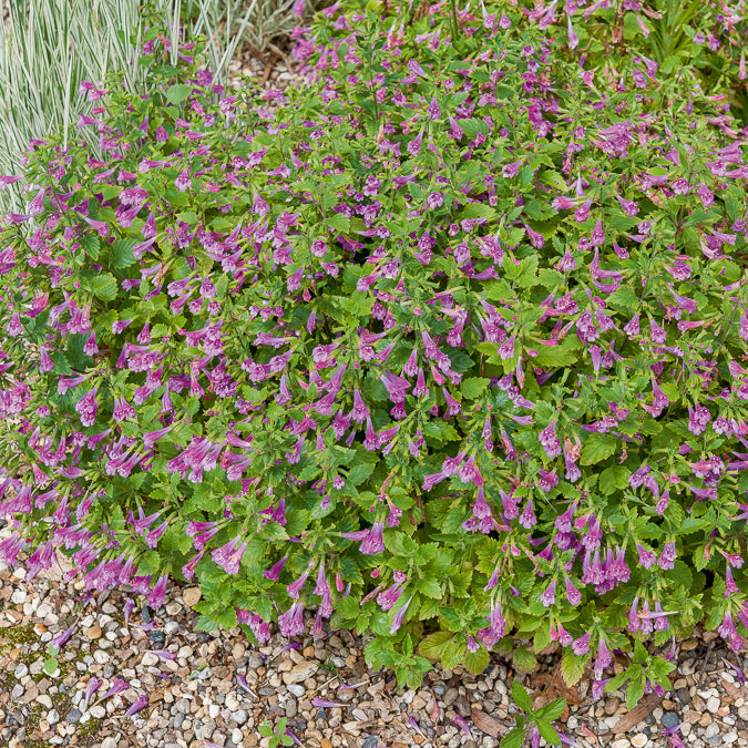 Calamintha grandiflora - Calament à grandes fleurs
