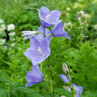Campanule à feuilles de pêcher - Campanula persicifolia - Bakker