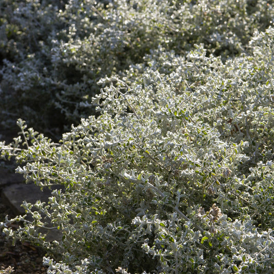 Céraiste Yo Yo - Bakker