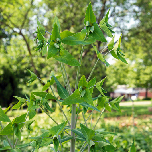 Euphorbe des Jardins - Epurge