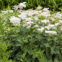 3 Reine des prés - Filipendula ulmaria - Bakker
