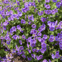 Géraniums - Géranium vivace Rosemoor - Geranium x magnificum Rosemoor
