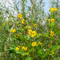Tournesol vivace Capenoch Star - Bakker