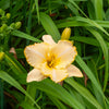 Hémérocalle Serena Sunburst - Bakker