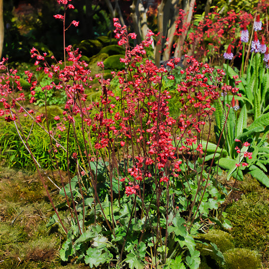 Heuchère Pluie de Feu - Bakker