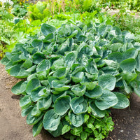 Hosta Big Daddy - Hosta big daddy - Bakker