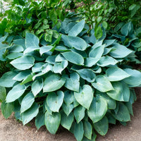 Hosta Halcyon - Hosta Halcyon - Bakker