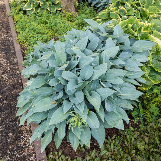 Hosta Halcyon - Bakker
