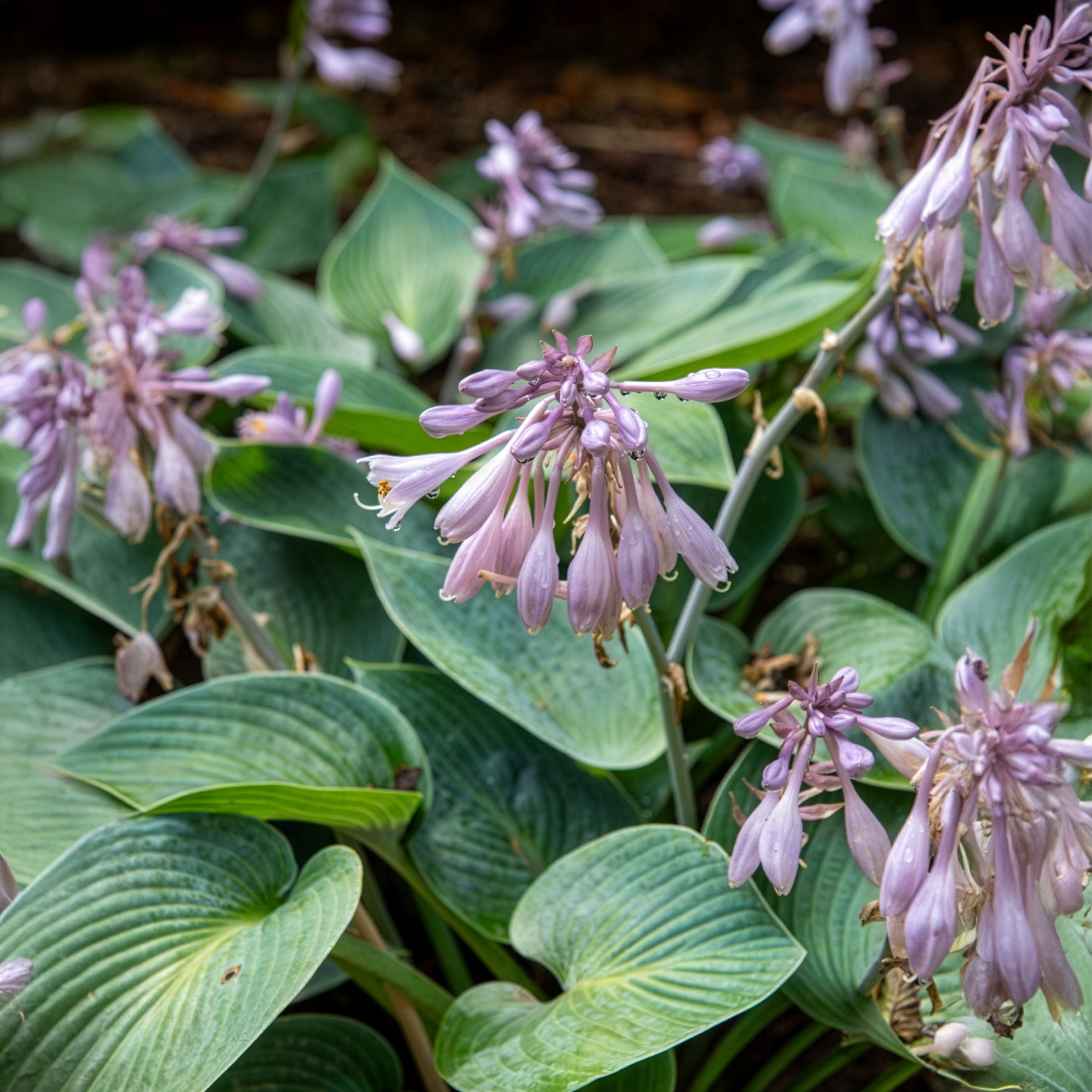 Hosta Halcyon - Hosta Halcyon - Hosta