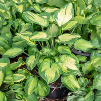 Hosta hybride pauls glory - Hosta Paul's Glory - Hosta