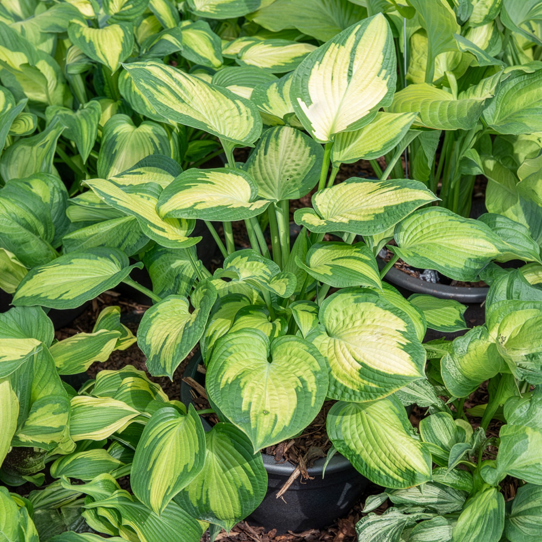 Hosta hybride pauls glory - Hosta Paul's Glory - Hosta