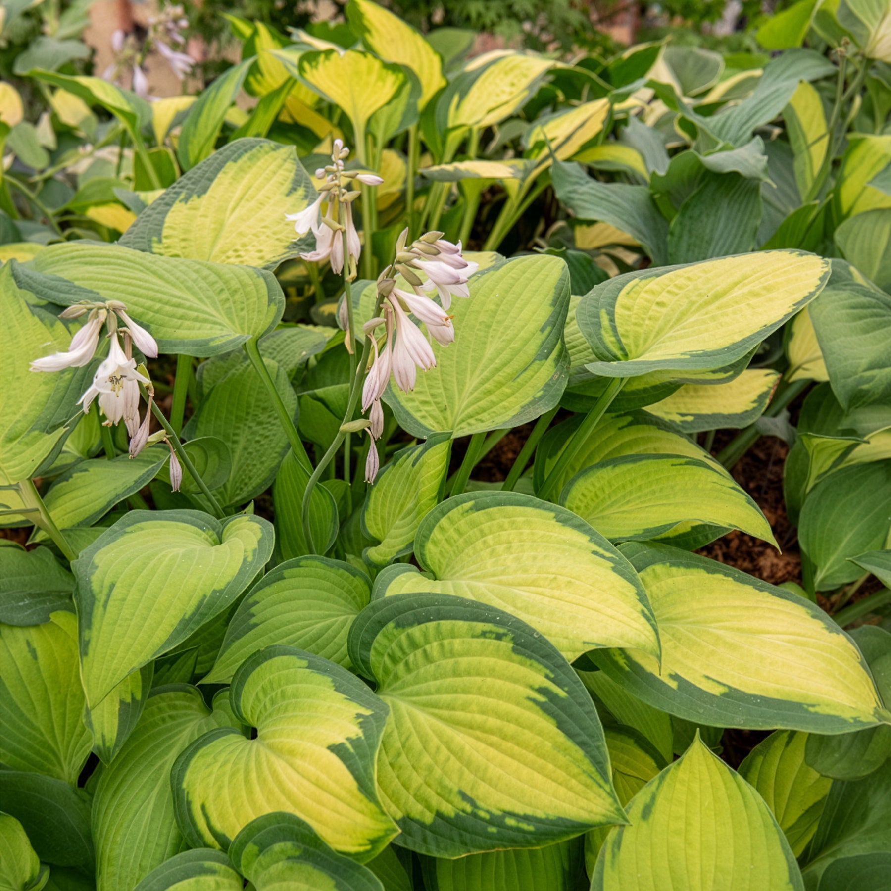 Hosta Paul's Glory - Hosta hybride pauls glory - Bakker
