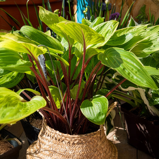 Hosta Purple Heart - Bakker