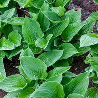Hosta  sieboldiana Elegans - Hosta sieboldiana elegans - Bakker